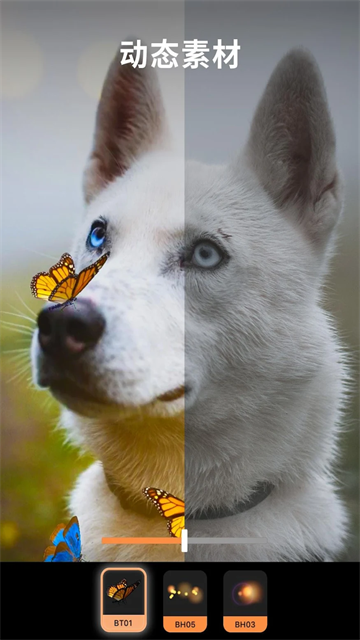 Pixaloop安卓版截图3