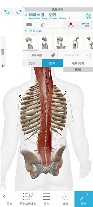 Atlas人体解剖学图谱2020版