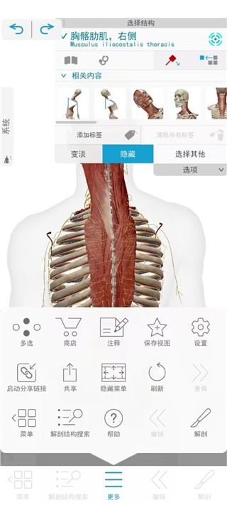 Atlas人体解剖学图谱2020版