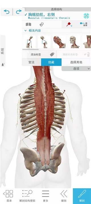 Atlas人体解剖学图谱2020版