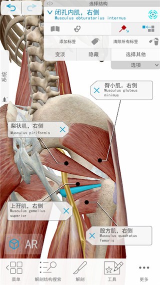 Atlas人体解剖学图谱2020版截图2